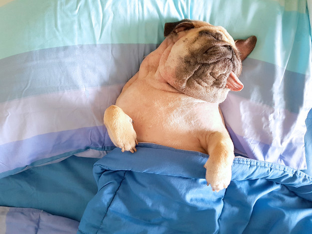 Play With These Dogs And We'll Reveal A Deep Truth About You