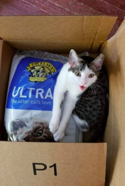 28 Things That Ll Keep Your Home From Smelling Like Your Pet