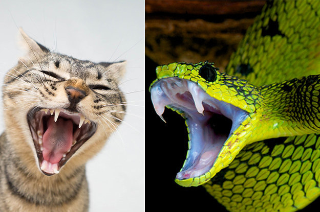 Which Kind Of Cat Snake Are You