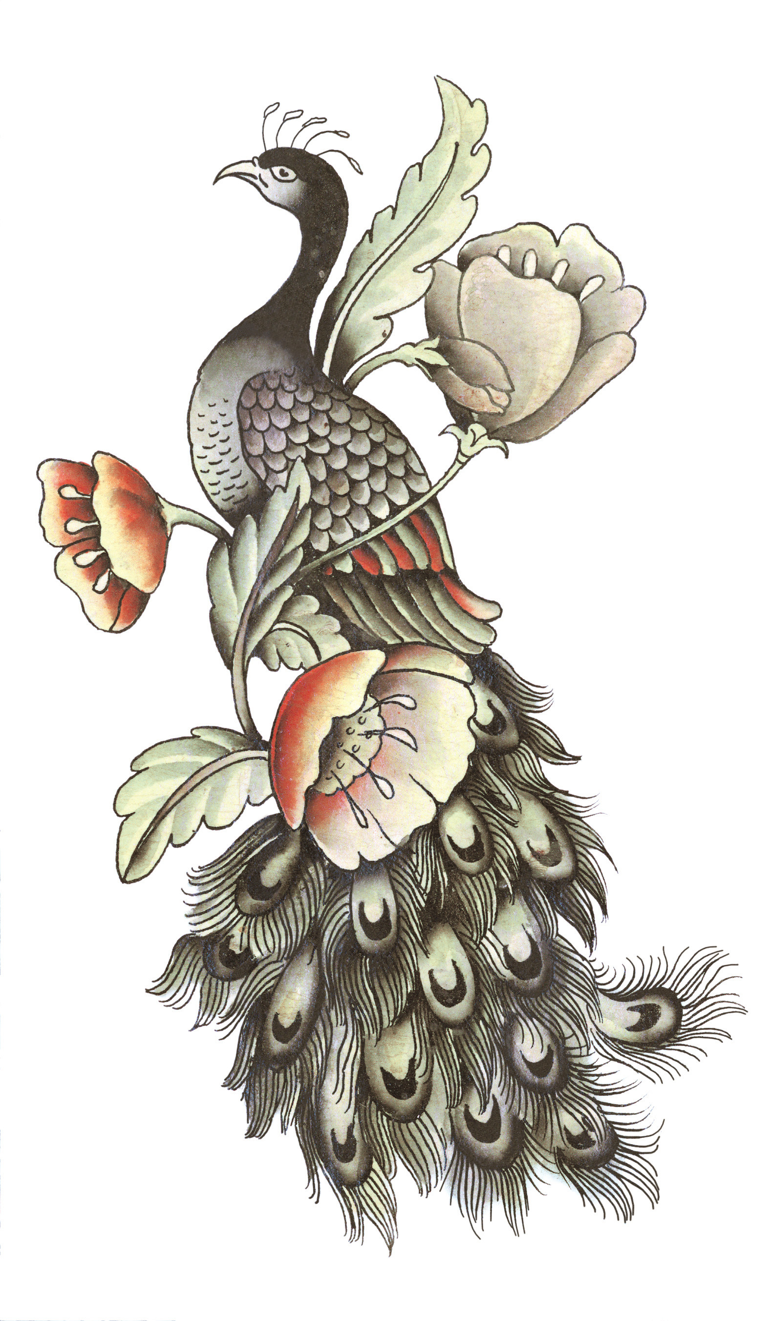 anonymous Peacock And Roses  Old School Peacock Tattoos  Free  Transparent PNG Clipart Images Download