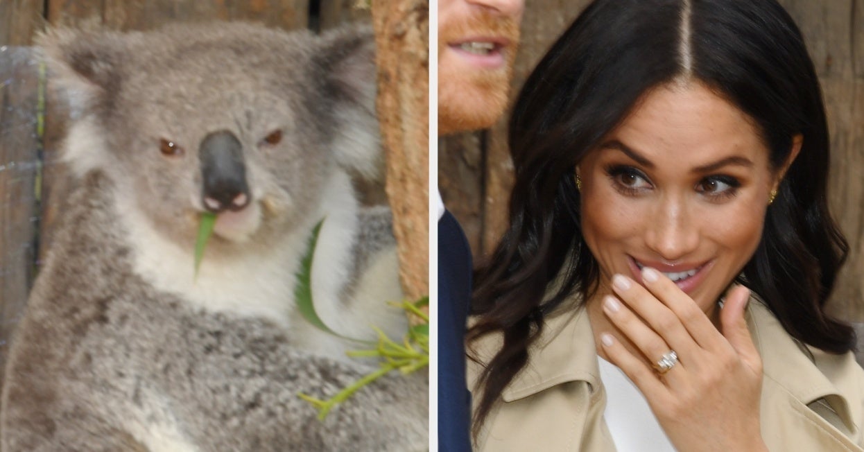 Check Out This Koala Looking Thoroughly Unimpressed To Be Meeting Meghan And Pri...
