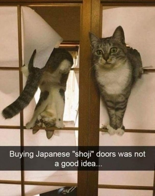 Cats destroying Japanese shoji doors