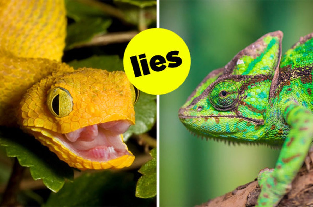 15 Things You Always Believed About Animals That Simply Aren't True