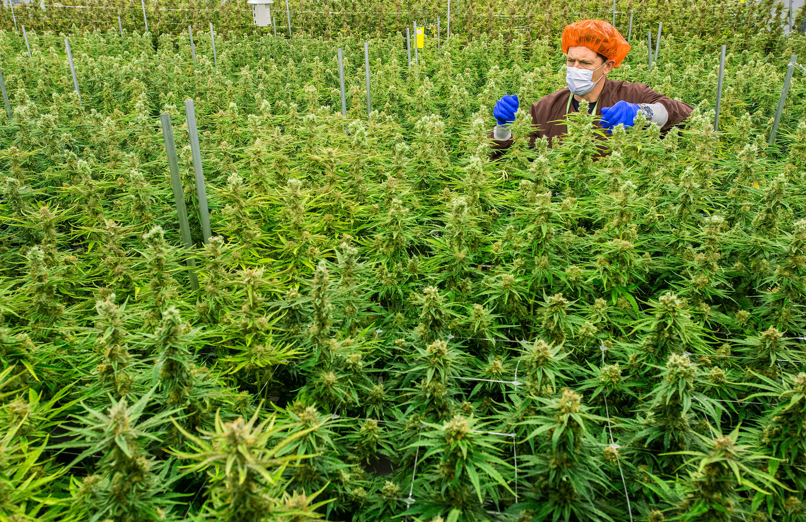 Куплю марихуану в перми купить семена конопли в белоруссии