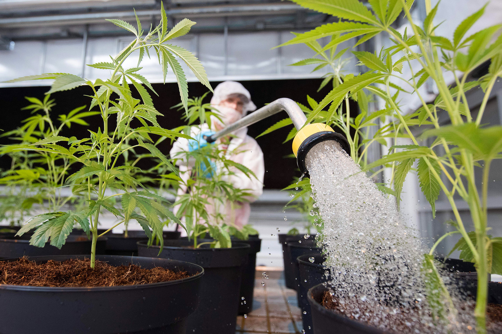 Как поливать марихуану во время цветения разрешено выращивать марихуану