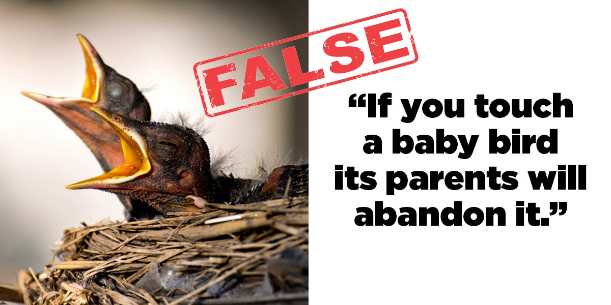 15 Things You Always Believed About Animals That Simply Aren't True