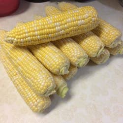 Corn before being stripped