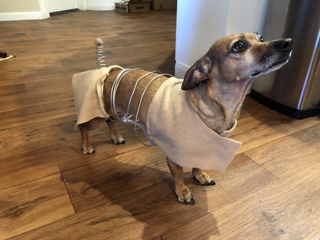 37 Halloween Dogs Who Are V Goob But Also V Spoopy