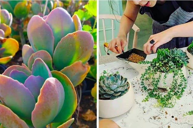 Grow Herbs In Your Apartment With Zero Effort Using This Smart Countertop Garden