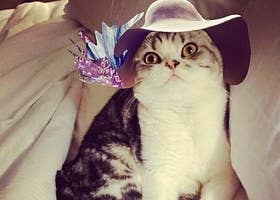 Meredith, Olivia e Benjamin: qual gato da Taylor Swift você seria? Faça o  quiz! - Purebreak