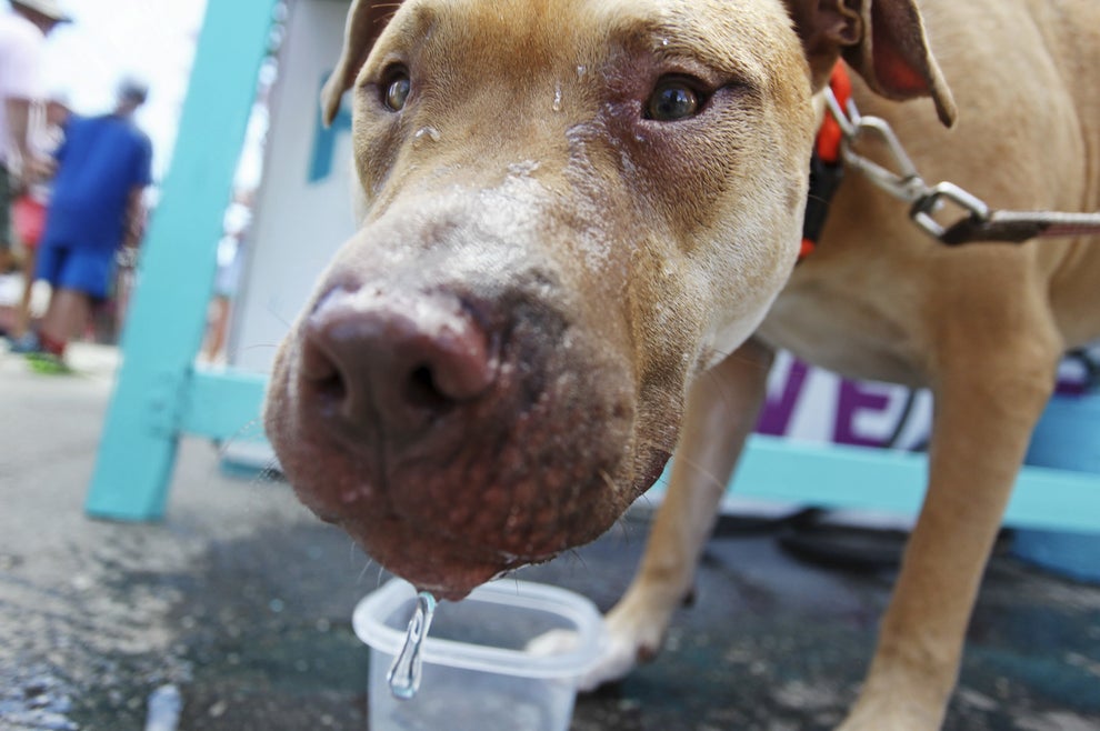 なんでさ 犬って水ぺろぺろ飲むの ゴクゴク飲みなよ