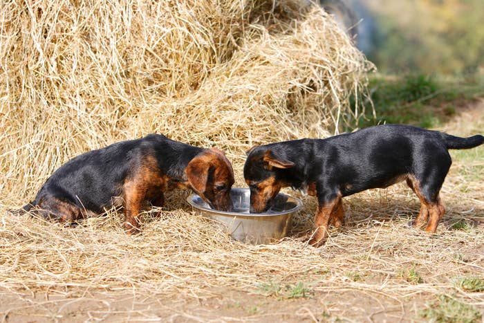 なんでさ 犬って水ぺろぺろ飲むの ゴクゴク飲みなよ なんでさ 犬って水ぺろぺろ飲むの ゴクゴク飲みなよ