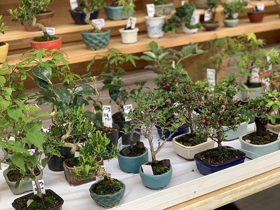 同僚に無理やり盆栽を買わされた話