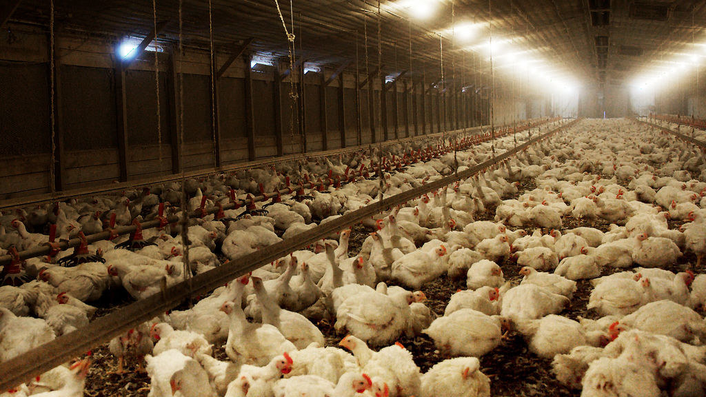 What is it about? This docu-series explores the corruption, industry secrets and even outright crimes that the food industry is involved in.What's so scary about it? You will learn some truly horrible truths about what you eat.