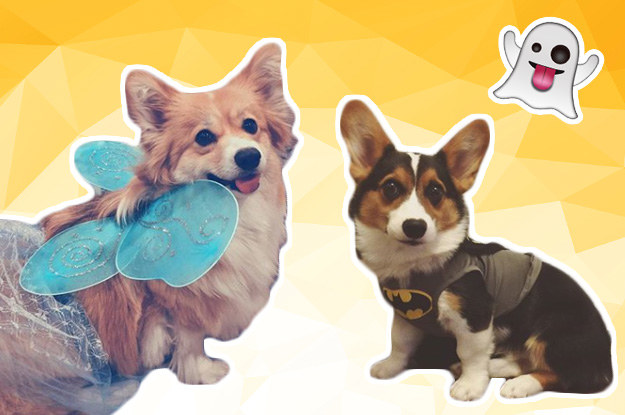 Buzzfeed corgi best sale