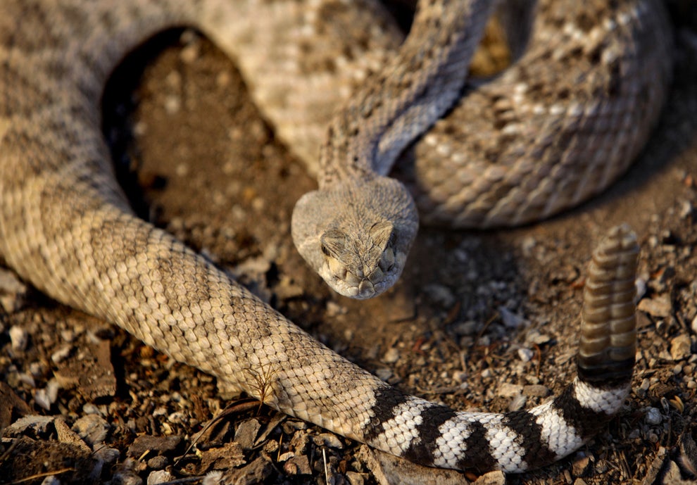 A Man Fell Down A Mining Shaft And Had To Kill Rattlesnakes While He ...