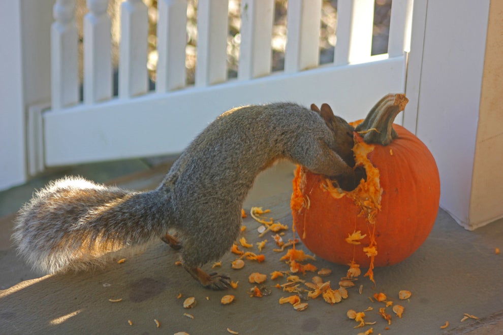 Hi There, Please Don't Throw Your Halloween Pumpkins In The Trash