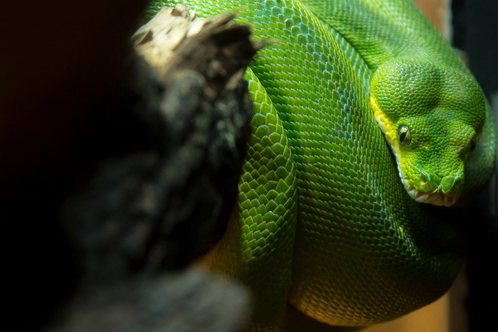 Existen al menos 700 especies distintas, entre ellas cocodrilos, serpientes, tortugas y lagartijas.