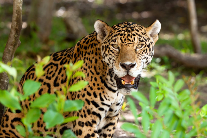 Hay cerca de 200 mil especies de animales y plantas distintas, equivalentes al 10% de las que existen en todo el planeta.