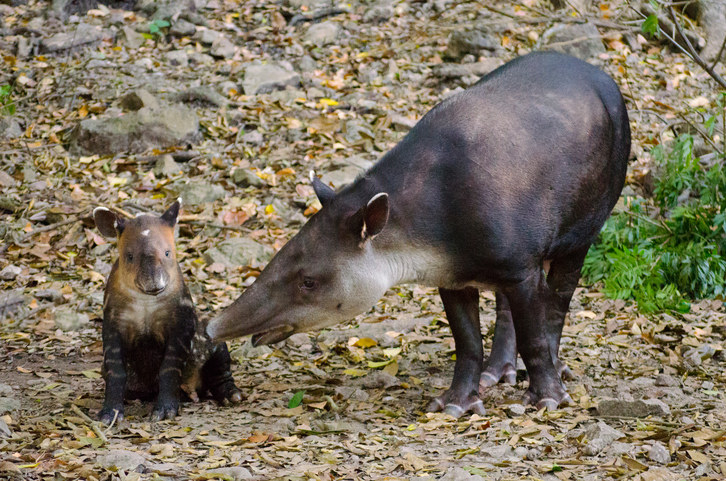 Entre los más representativos están el jaguar, el oso negro y el tapir.