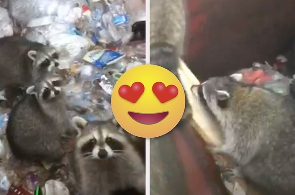 The Relationship Between This School Caretaker And These Trash Pandas Will Warm Your Heart