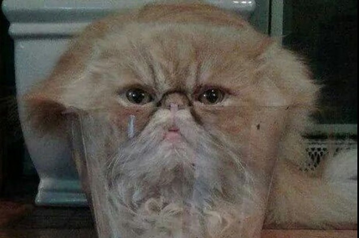 狭いところが好きな人がいるように 猫にも狭いところ好きな奴がいた