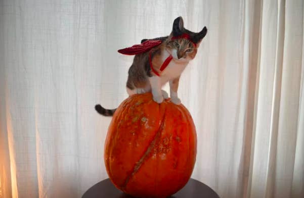 16 Cats From This Week Who Were Just Adorable As Heck
