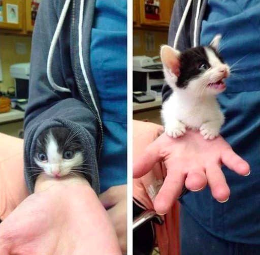 16 Cats From This Week Who Were Just Adorable As Heck