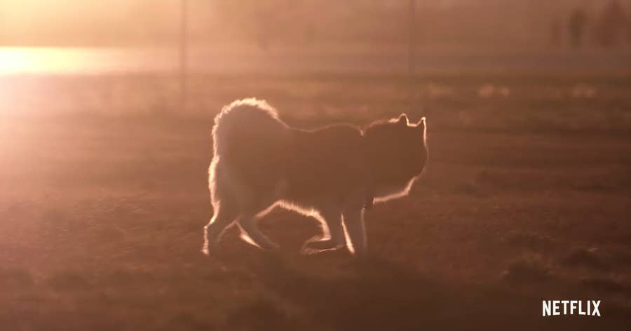 Netflixで犬好きの犬好きによる犬好きのためだけの番組が始まる