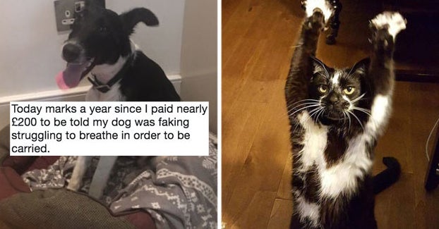 22 Animals Who Are So Freaking Extra, They're An Inspiration To Us All