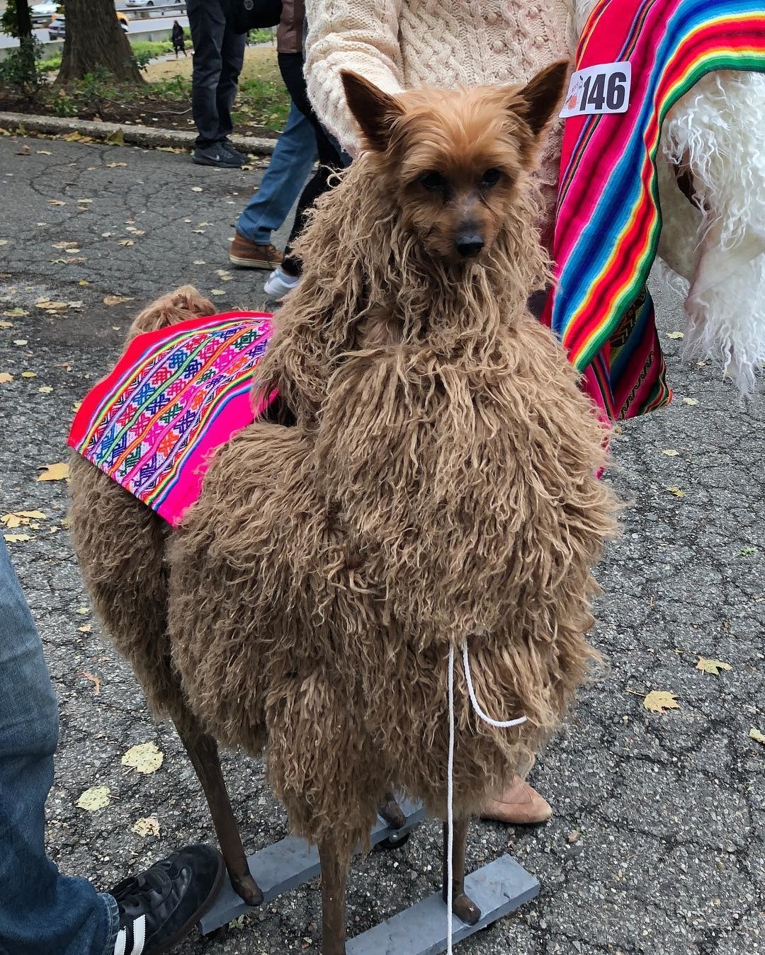 Dog dressed 2025 as llama