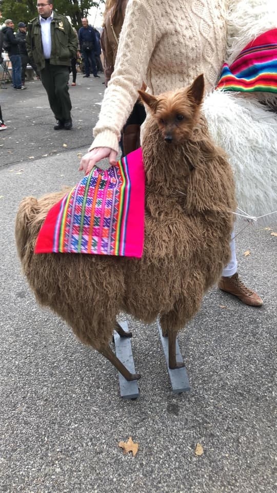 Dog dressed 2025 as llama