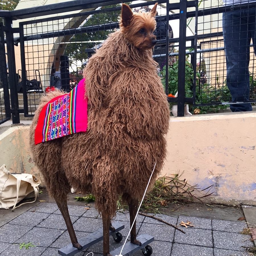 christmas llama dog toy