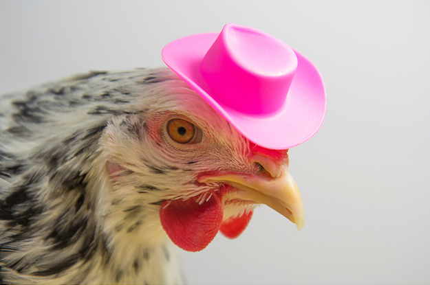It's Okay To Dress Your Chickens In Halloween Costumes And Let Us Explain