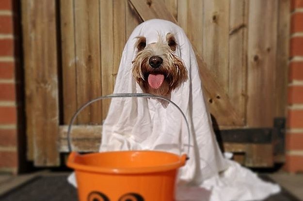 51 Dogs Dressed As Ghosts Because They Are Cute As Heck And Also I Couldn't Stop Adding To This Post