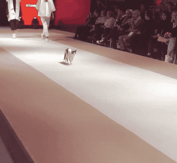 Cats on the Catwalk: The Feline Influence on Fashion Shows - The History and Rise of Cats in Fashion Shows