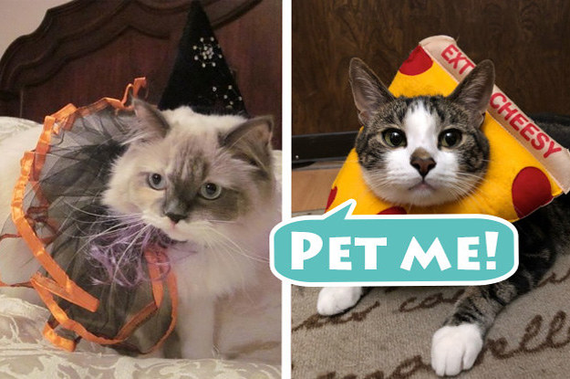 Do Yourself A Favor And Pet These Cute Cats In Halloween Costumes