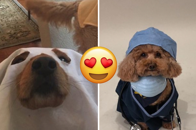 19 Of The Most Adorable Costumes Worn By Pets This Halloween