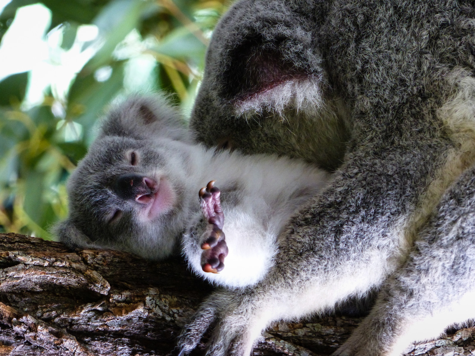 A baby koala bear asleep in a tree