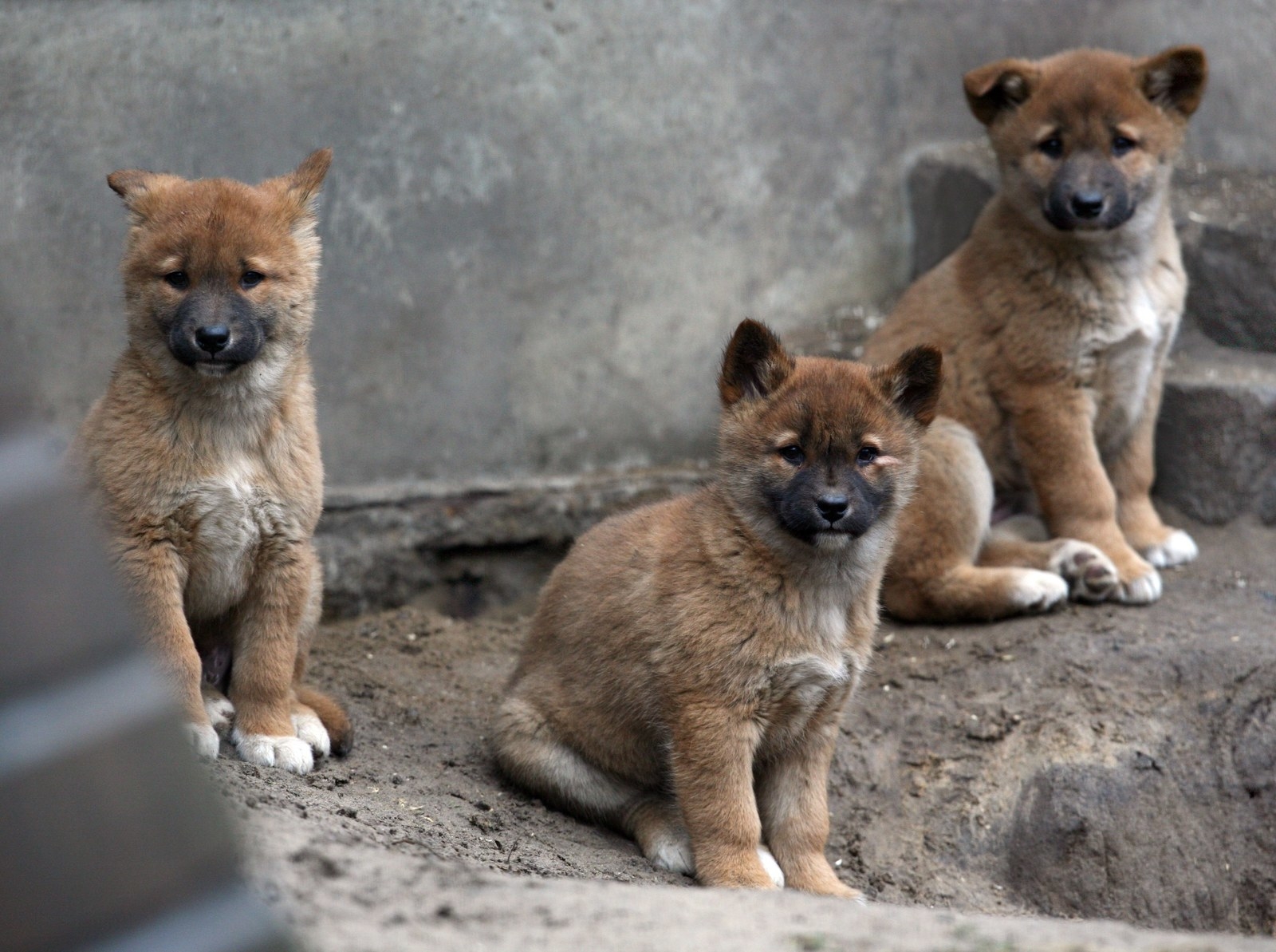 Three identical-looking furry animals look into the camera