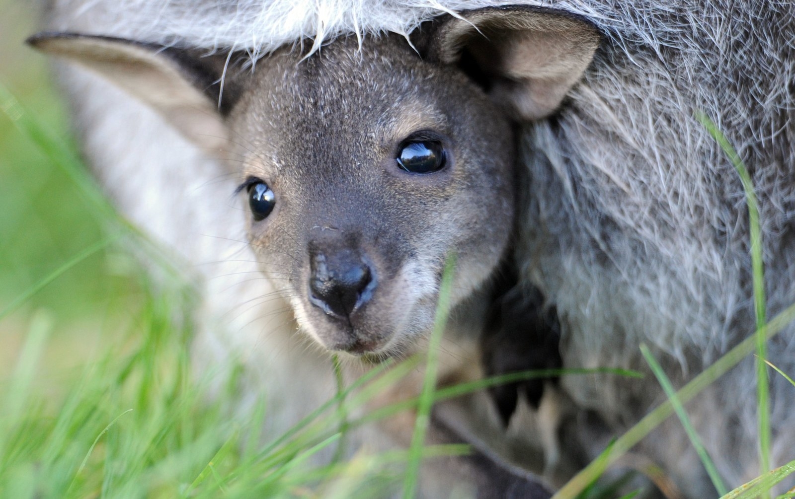 A closeup on a kangaroo&#x27;s face