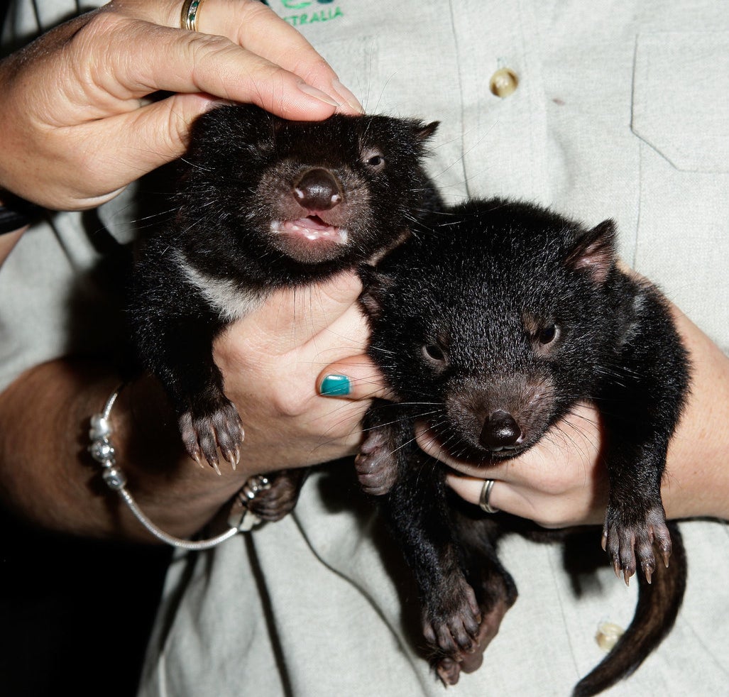 Two very small, furry animals are held in a human's hands; of the animals is being pet on the head and doesn't look happy about it