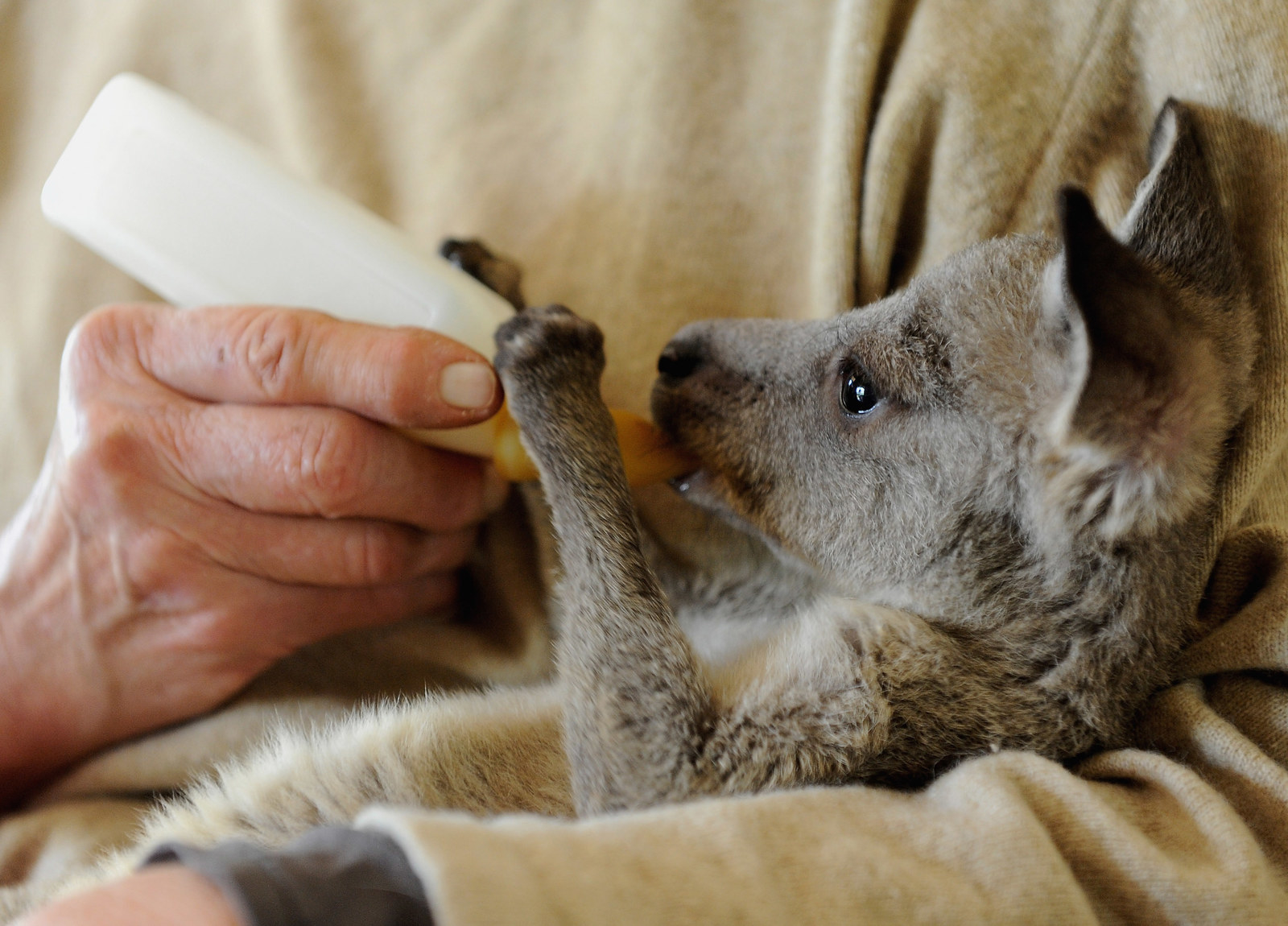 A baby kangaroo being held in a human&#x27;s arms and being fed from a bottle