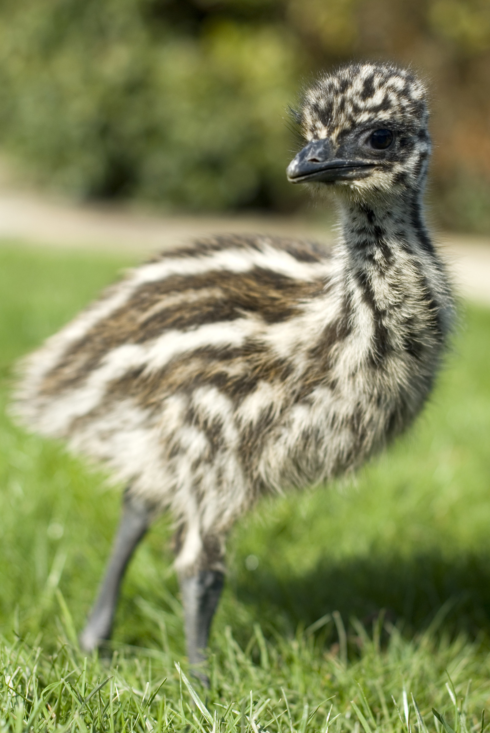 A very small bird that looks like it could fit in the palm of a person&#x27;s hand