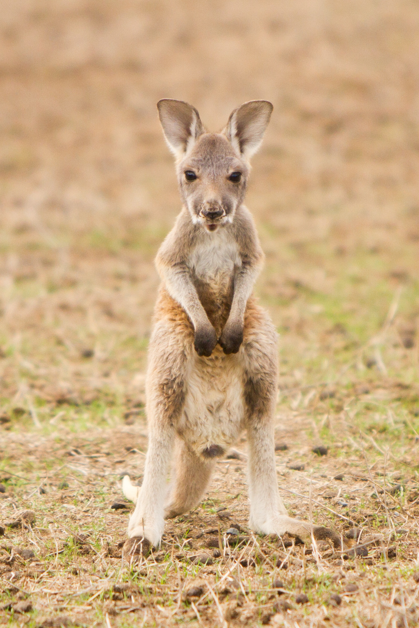 A small kangaroo stares into the camera, looking angry