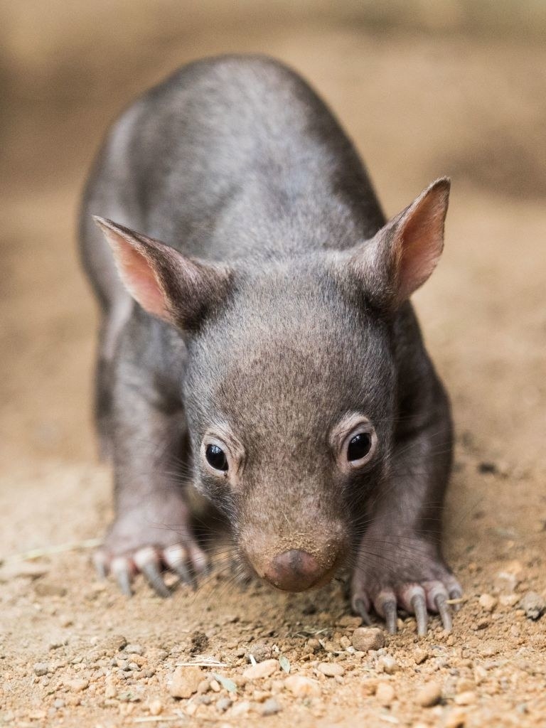 a wombat stretches across dirt