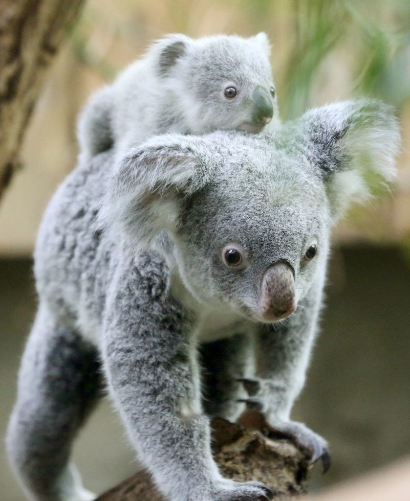 A baby koala bear riding on the back of its mother
