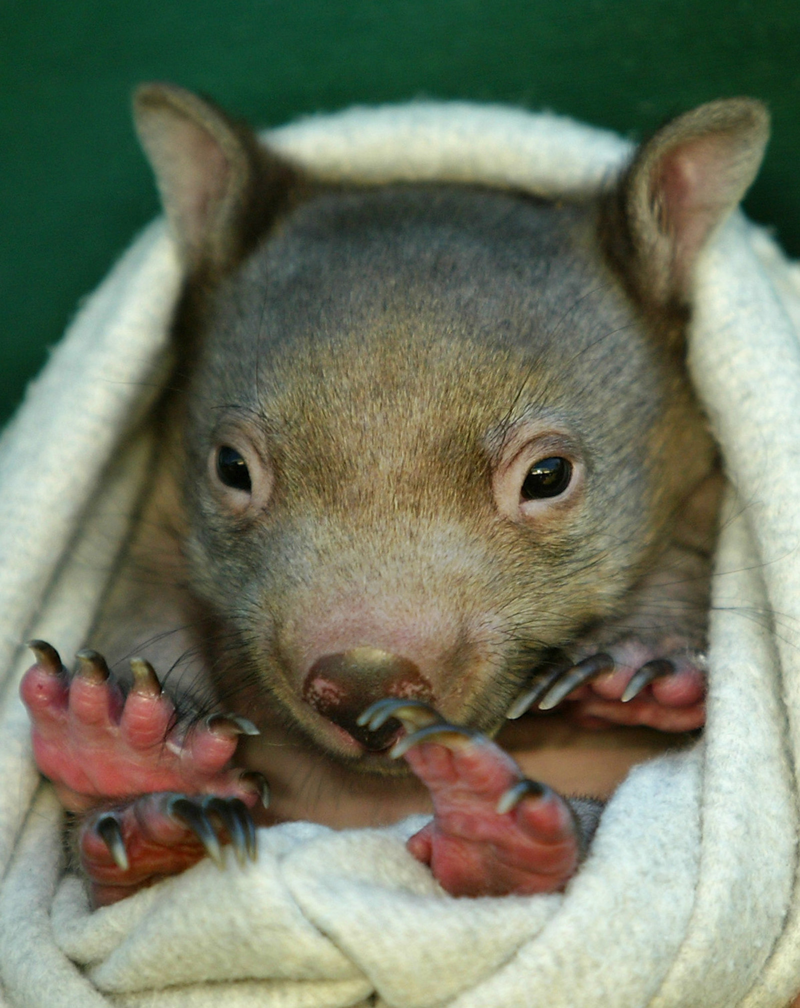 A very small animal with claws on its four legs being nestled in a blanket