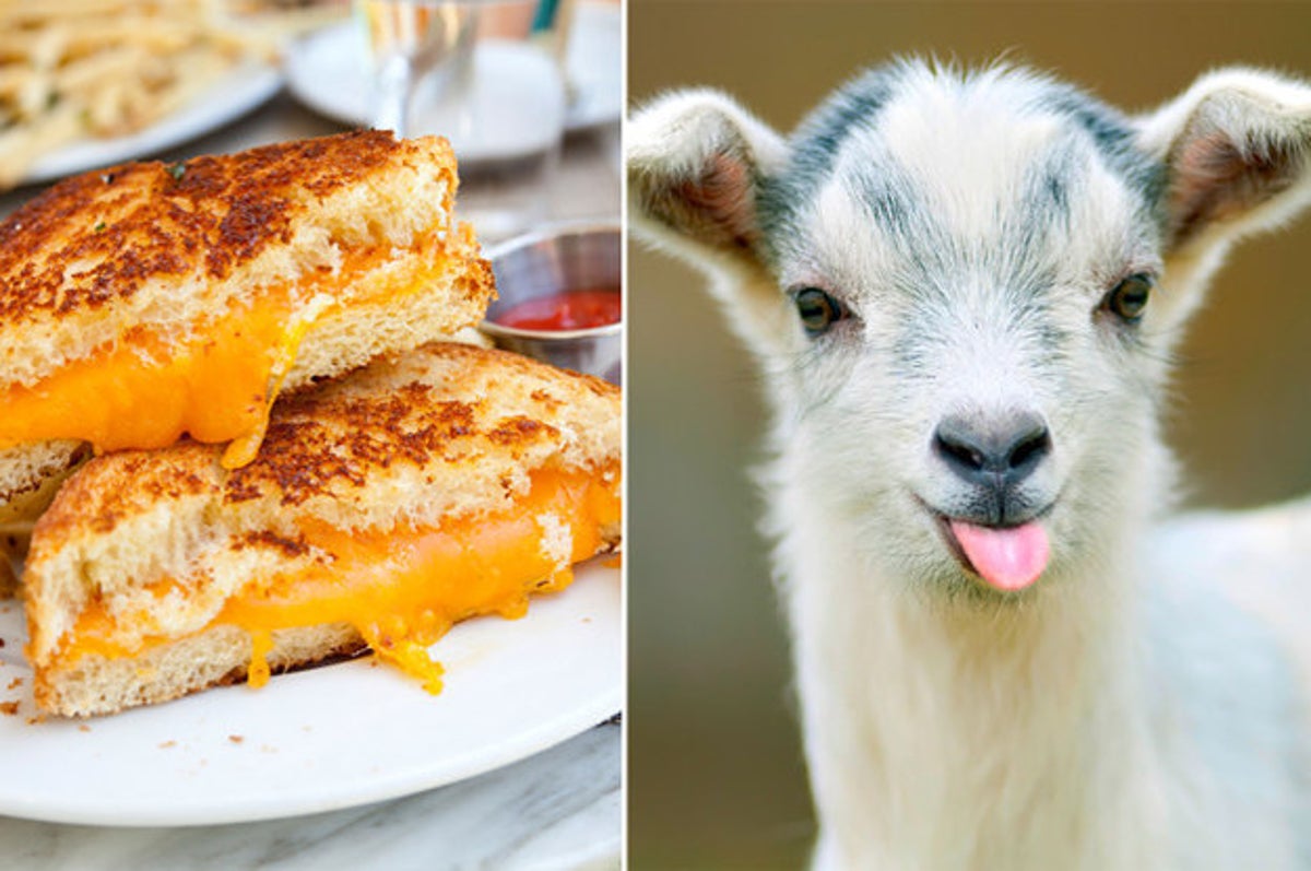 Which Baby Animal Are You Based On The Foods You Choose To Eat?