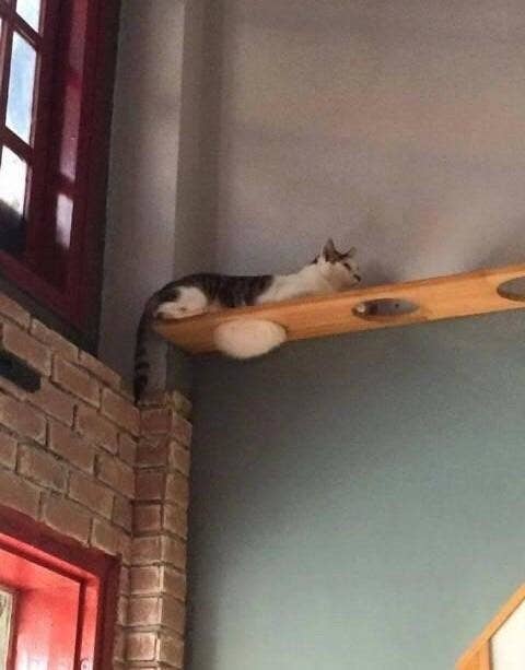 狭いところが好きな人がいるように 猫にも狭いところ好きな奴がいた